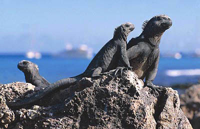 luxury Galapagos cruises
